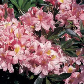 Swamp Azalea - Rhododendron viscosum 'Pink x Blue'